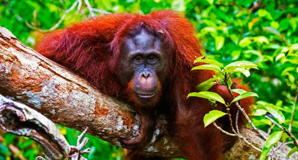 Ilustrasi Orang Utan di Taman Nasional Tanjung Puting