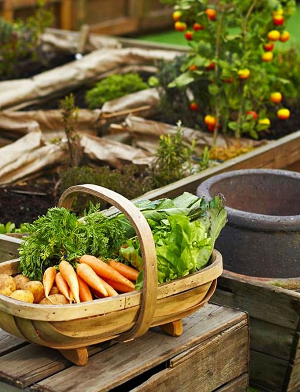Ilustrasi Raised Bed Gardening. Sumber: fineveto.com