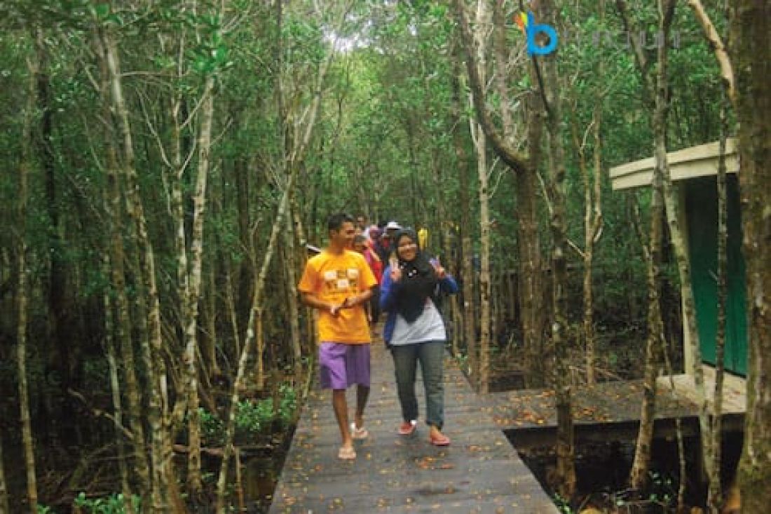 Ilustrasi Hutan Mangrove di Karimun Jawa