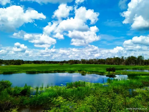 Ilustrasi Taman Nasional Wasur Rawa