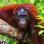 Ilustrasi Orang Utan di Taman Nasional Tanjung Puting