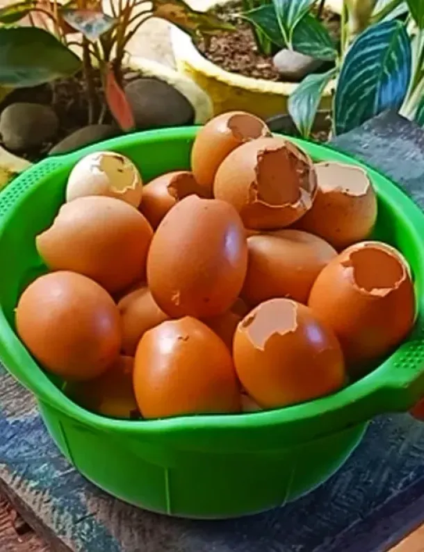 Ilustrasi Sampah Cangkang Telur.