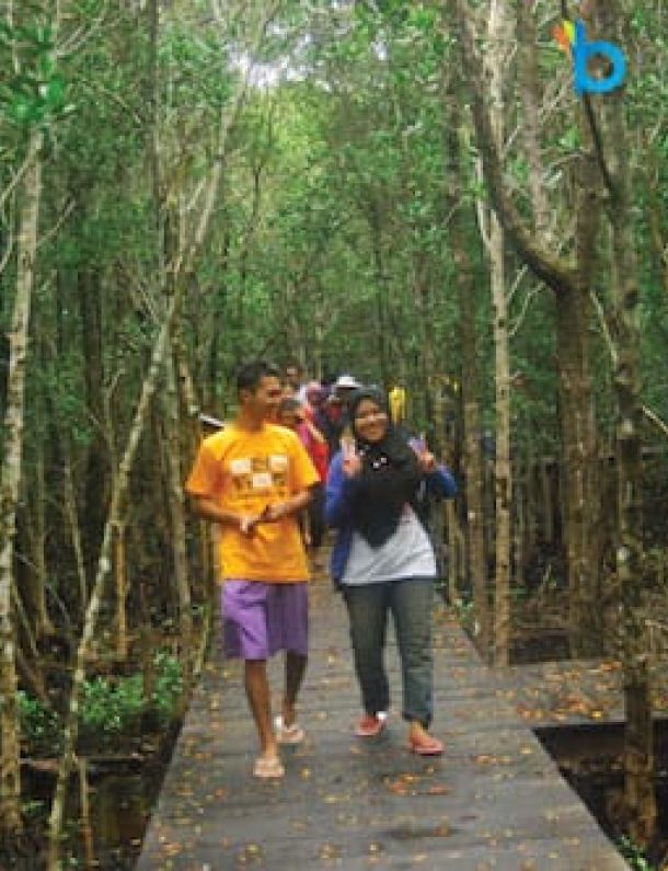 Ilustrasi Hutan Mangrove di Karimun Jawa
