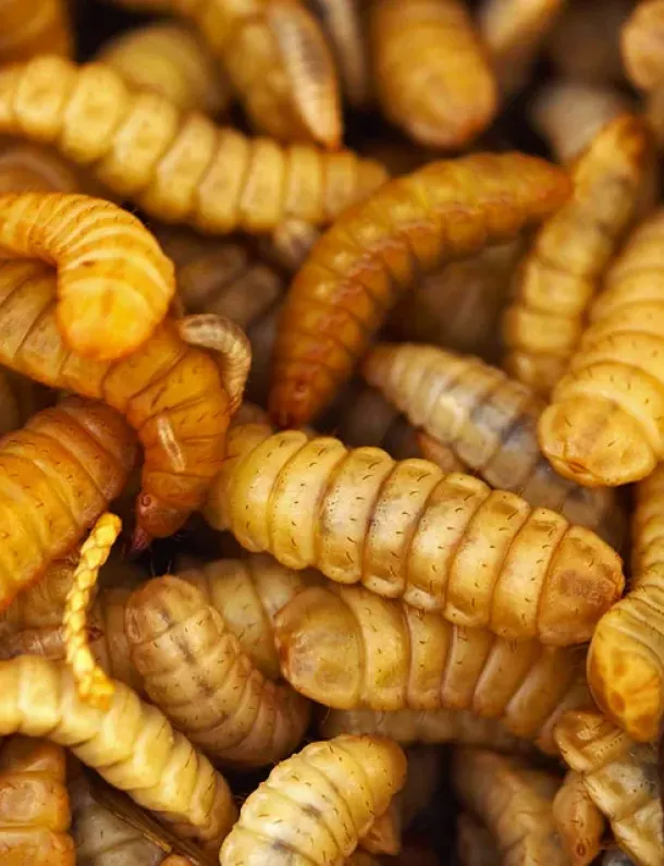 Ilustrasi Larva Black Soldier Fly (BSF)