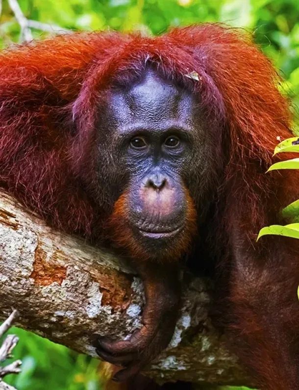 Ilustrasi Orang Utan di Taman Nasional Tanjung Puting