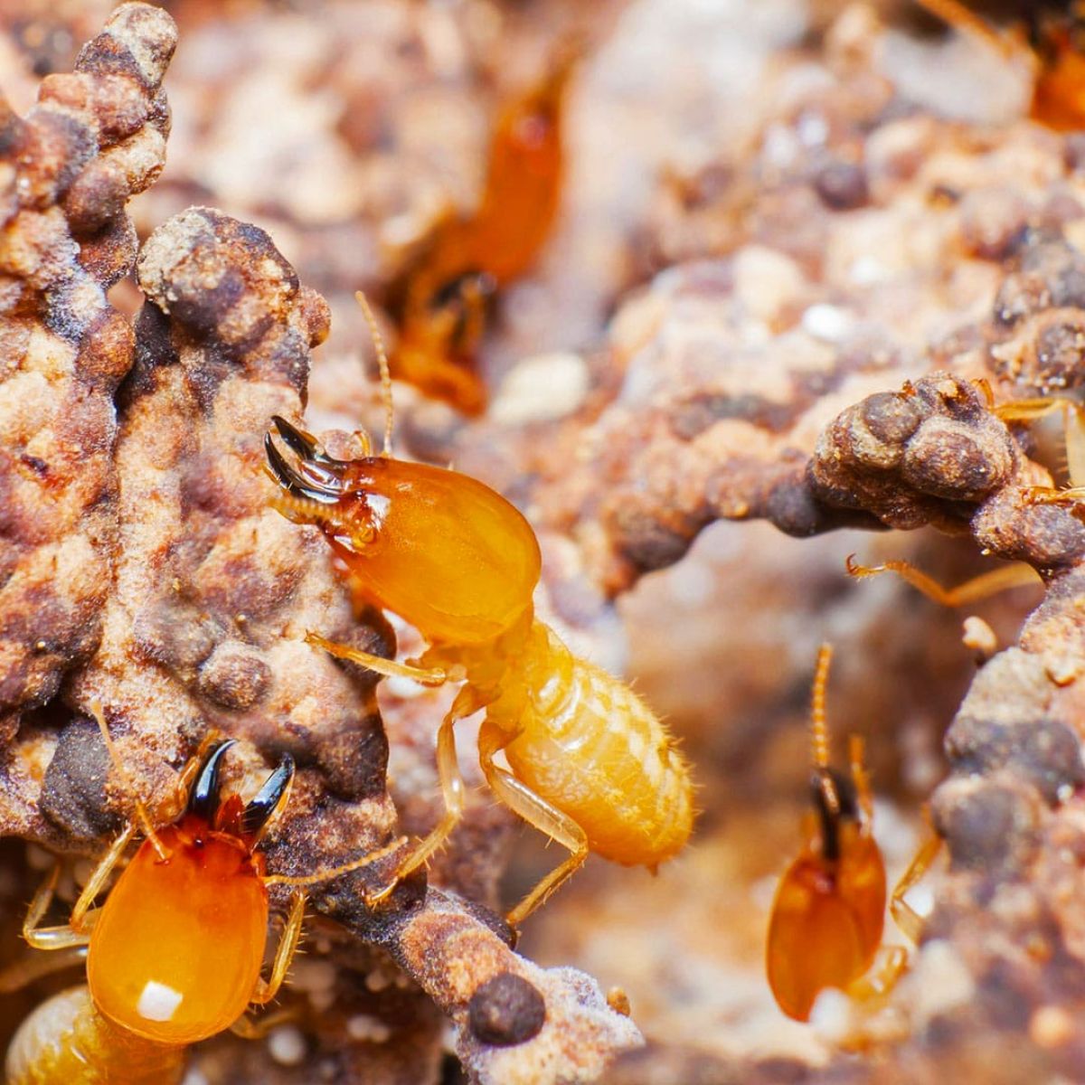 Ilustrasi Rayap Atau Anai-anai.