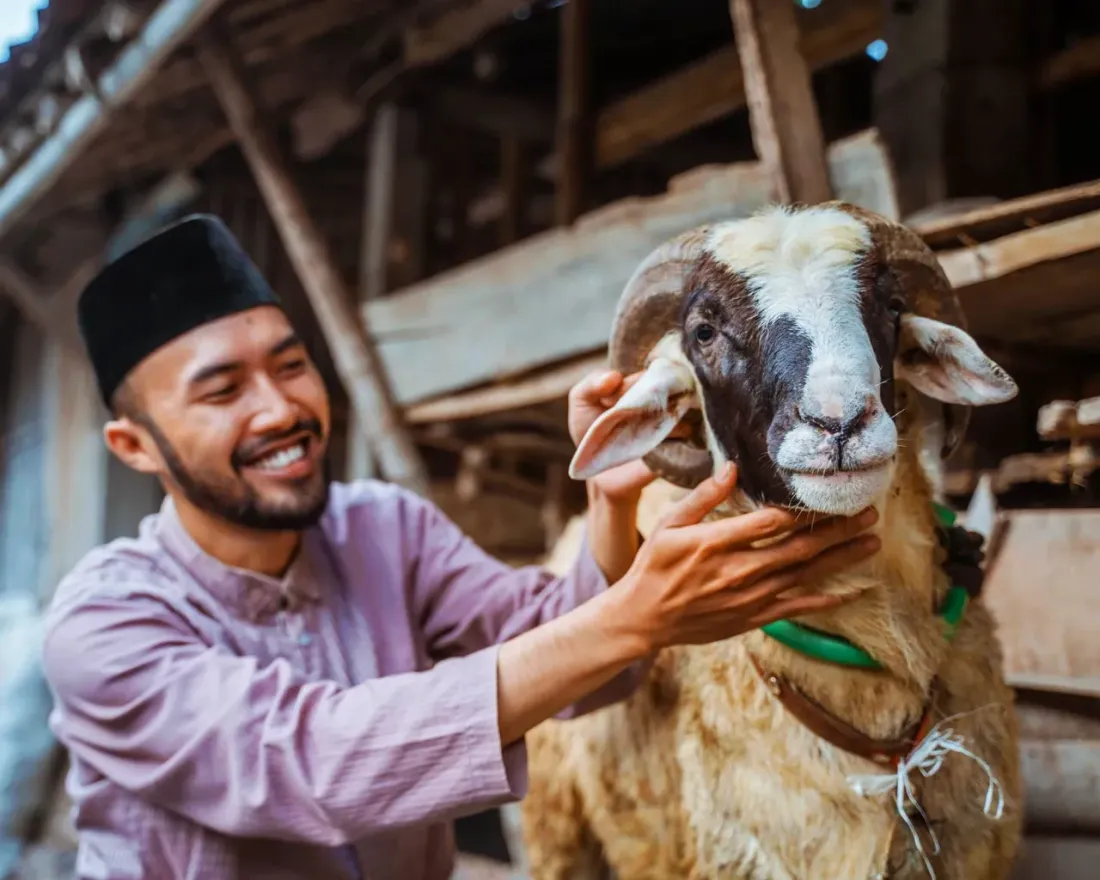 Ilutrasi Kambing Kurban