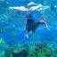 Amazing Keindahan Bawah Laut Pulau Tidung Kepulauan Seribu